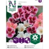 Iso-Silkkikukka Nelson Garden, väriseos, siemenet