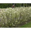 Isotuomipihlaja Amelanchier spicata Viheraarni, aitataimi
