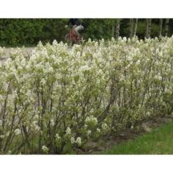 Isotuomipihlaja Amelanchier spicata Viheraarni, aitataimi