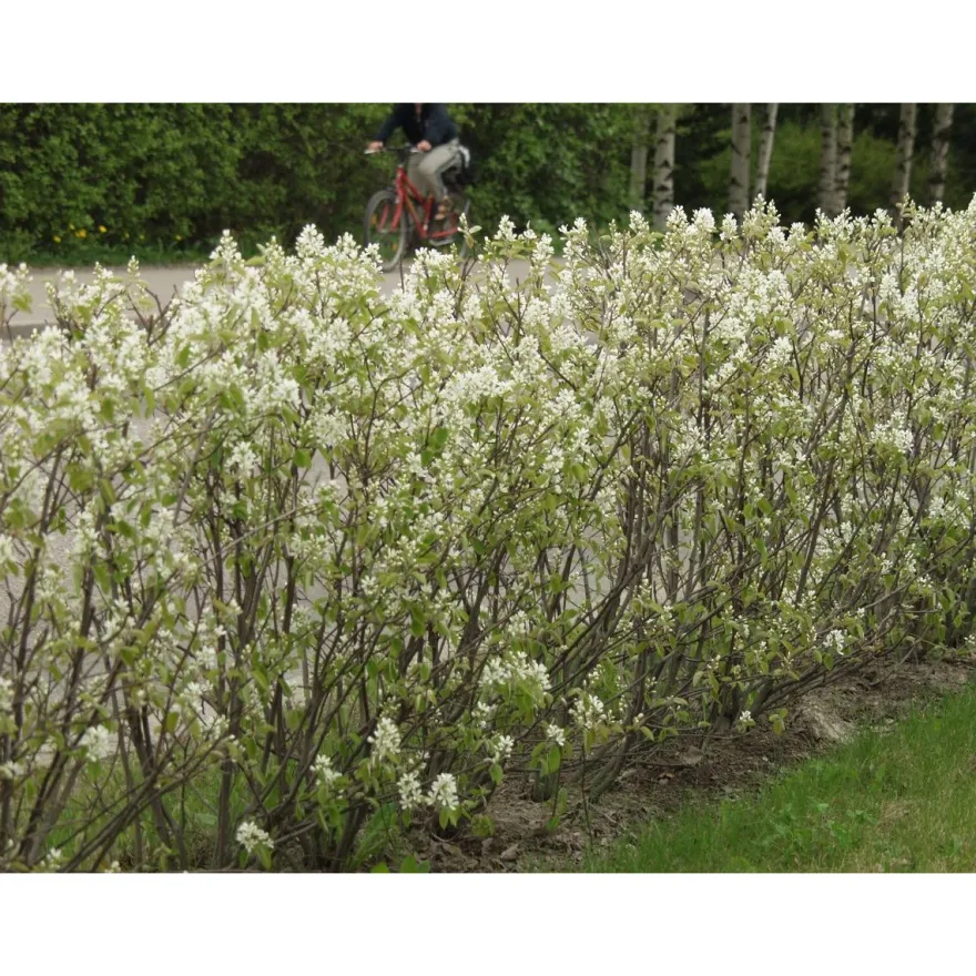 Isotuomipihlaja Amelanchier spicata Viheraarni, aitataimi