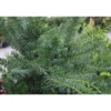 Kartiomarjakuusi Taxus x media Viheraarni Farmen 40-50