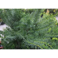 Kartiomarjakuusi Taxus x media Viheraarni Farmen 40-50