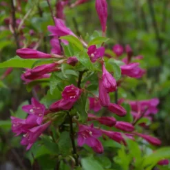Komeakotakuusama Weigela florida Viheraarni Korea