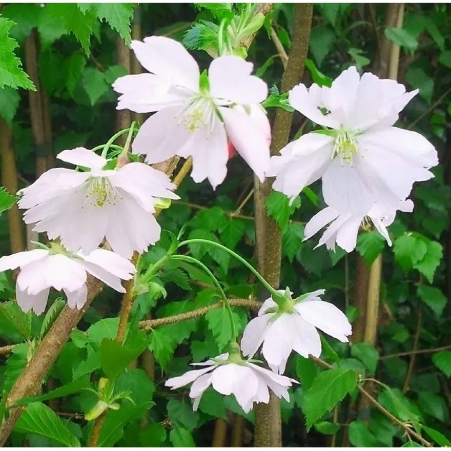 Koristekirsikka Prunus Viheraarni Accolade 150-200