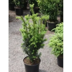 Kääpiöjapaninmarjakuusi Viheraarni Taxus Cuspidata Nana 40-50