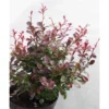 Kääpiöpurppurahappomarja Berberis thunbergii Viheraarni Atropurpurea Nana