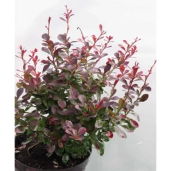 Kääpiöpurppurahappomarja Berberis thunbergii Viheraarni Atropurpurea Nana