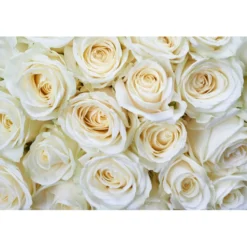 Kuvatapetti Dimex White Roses, 375x250cm, valkoinen