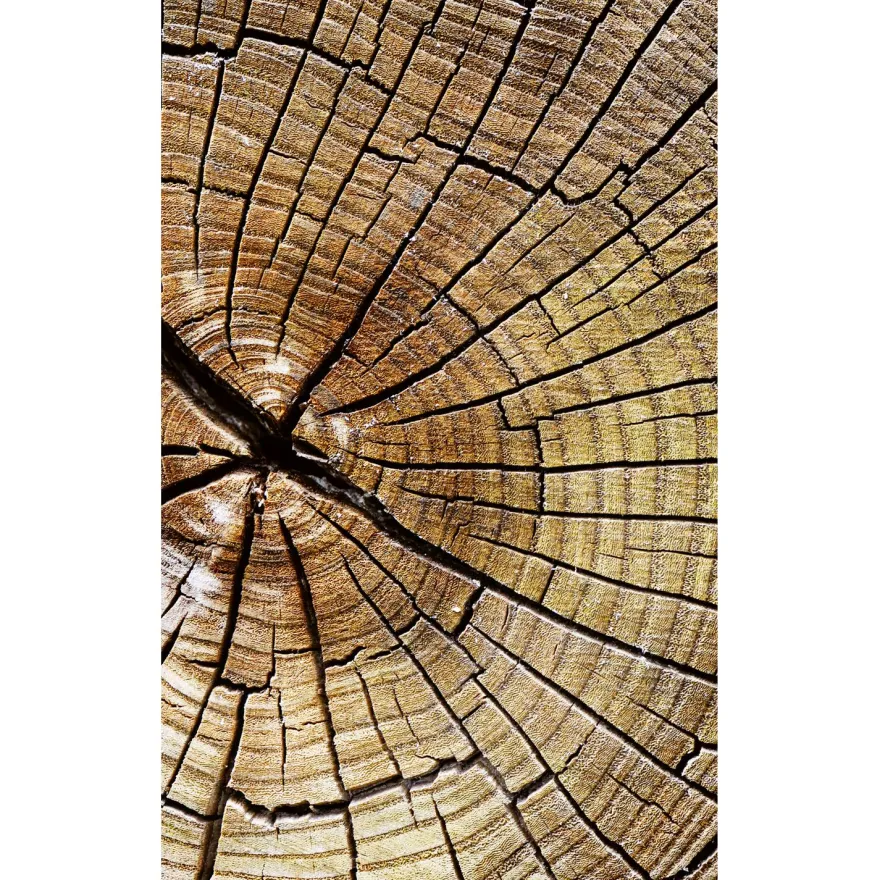 Kuvatapetti Dimex Wood, 150x250cm, ruskea, puukuosi