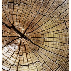 Kuvatapetti Dimex Wood, 225x250cm, ruskea, puukuosi