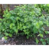 Lamoheisiangervo Physocarpus opulifolius Viheraarni Tilden Park