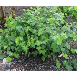 Lamoheisiangervo Physocarpus opulifolius Viheraarni Tilden Park