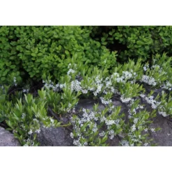 Lamohietakirsikka Prunus pumila var. Depressa Viheraarni