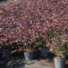Lamovuohenkuusama Viheraarni Diervilla X Splendens Diva