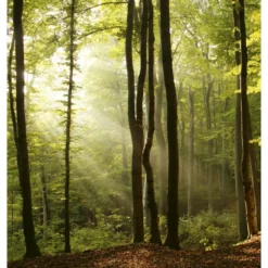 Maisematapetti Dimex Forest, metsä, 225x250cm