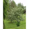 Marja-aroniapuu Aronia Viheraarni Viking 150-200