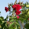 Neilikkaruusu Rosa Viheraarni F.J. Grootendorst