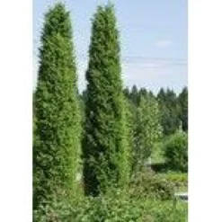 Pilarikataja Viheraarni Juniperus Communis Pyramidalis 100-120