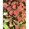 Purppurahappomarja Berberis thunbergii Viheraarni Atropurpurea