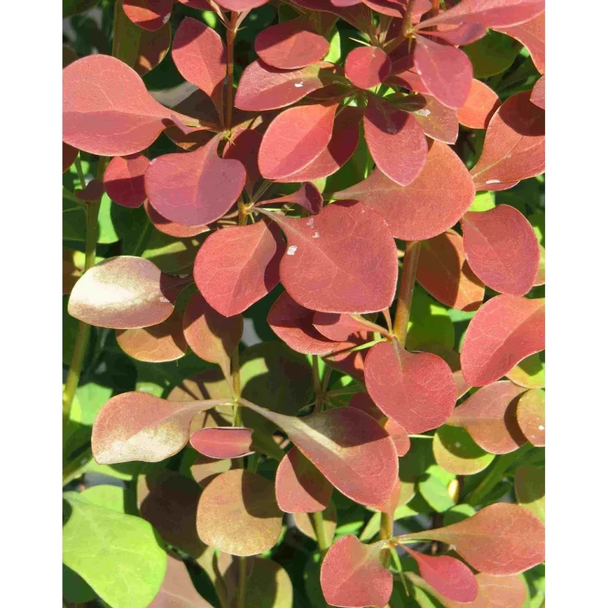 Purppurahappomarja Berberis thunbergii Viheraarni Atropurpurea