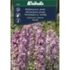 Ritarinkannus Weibulls Astolat siemenet