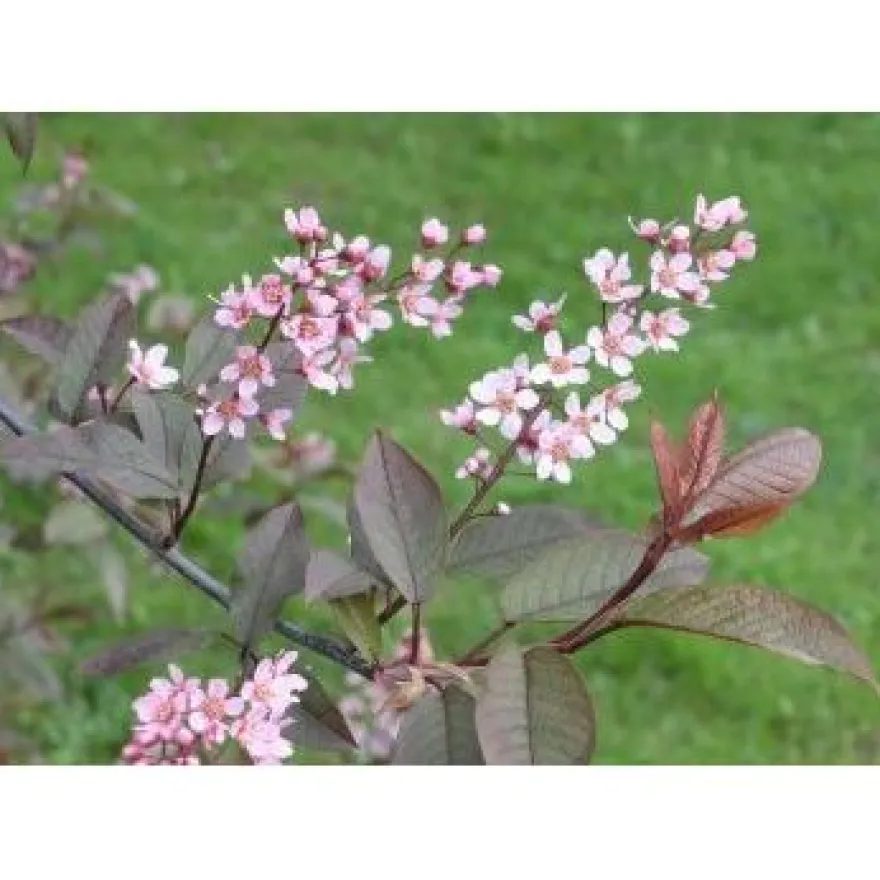 Rusotuomi Viheraarni Prunus Virginiana Schubert 150-200
