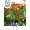 Ruusupapu Nelson Garden Hestia, matala, siemenet