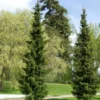 Serbiankuusi Picea glauca Viheraarni Picea omorika 100-120