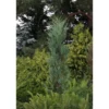 Sinikynäkataja Juniperus virginiana Viheraarni Blue Arrow 100-125