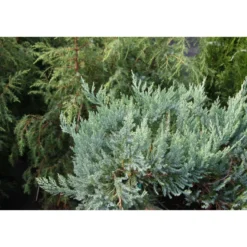 Sinilaakakataja Juniperus hor. Viheraarni Blue Chip 30-40