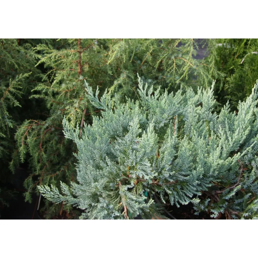 Sinilaakakataja Juniperus hor. Viheraarni Blue Chip 30-40
