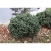 Sinisiilikuusi Picea glauca Viheraarni Echiniformis 25-30