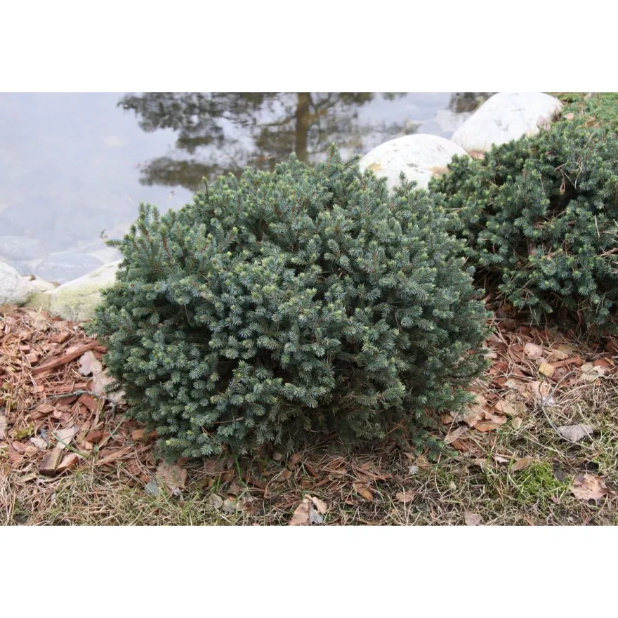 Sinisiilikuusi Picea glauca Viheraarni Echiniformis 25-30
