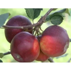 Talviomena Viheraarni Malus Domestica Pekka
