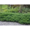 Tarhakataja Juniperus x pf. Viheraarni Mint Julep 30-40