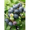 Tarhapensasmustikka Viheraarni Vaccinium Northcountry