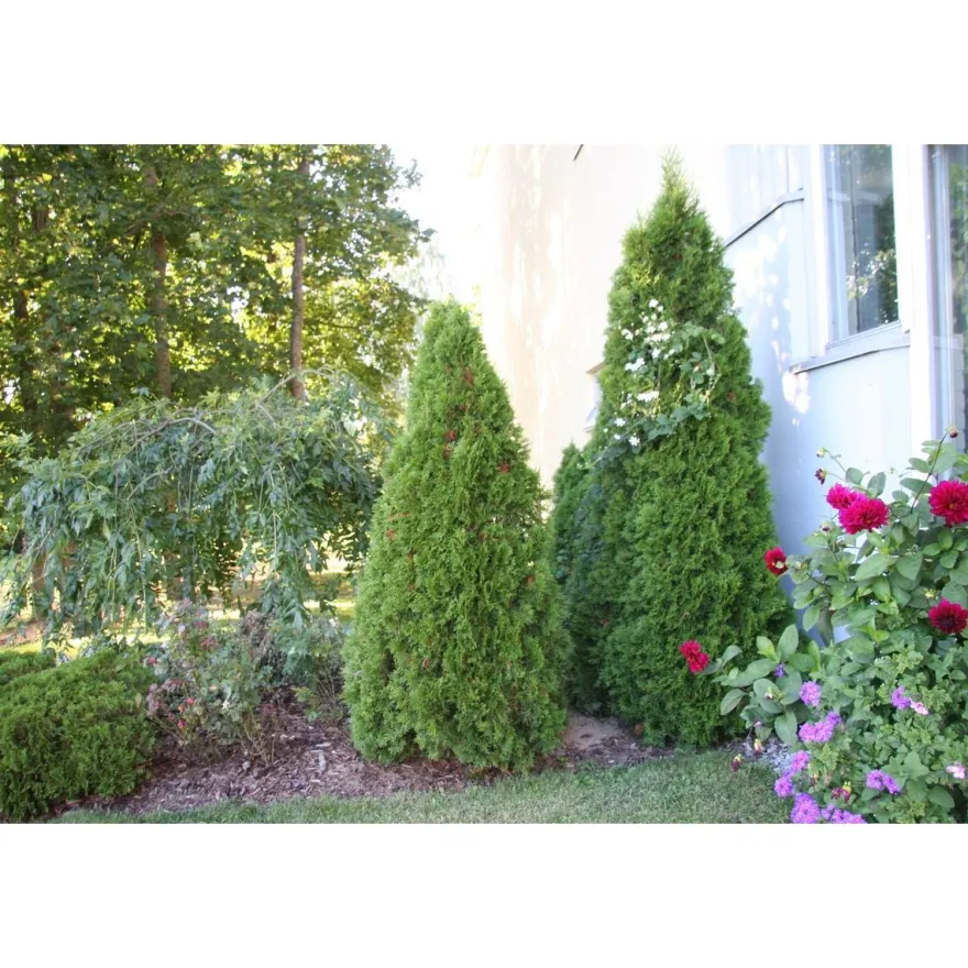 Timanttituija Thuja occ. Viheraarni Smaragd 60-80