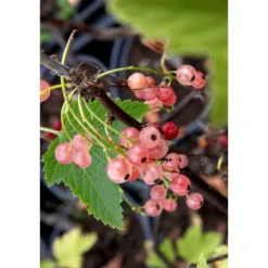 Vaaleanpunainen Herukka Viheraarni Ribes Rubrum Aili