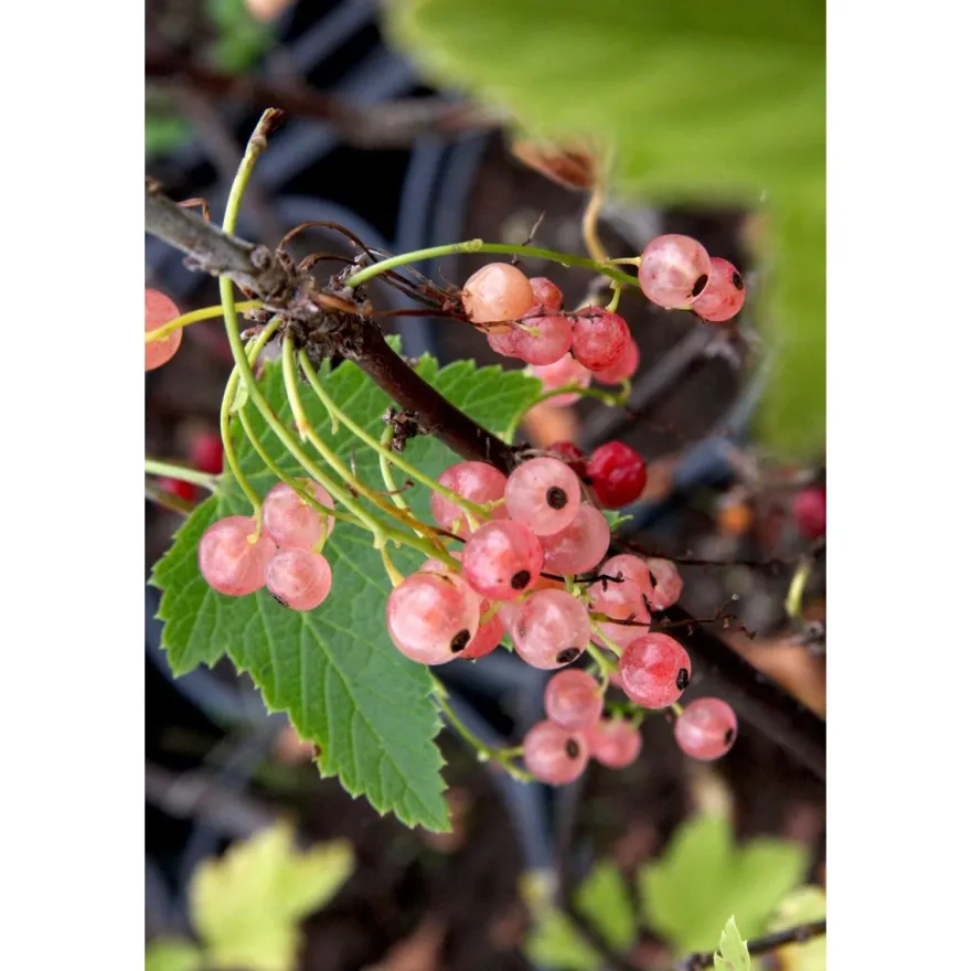 Vaaleanpunainen Herukka Viheraarni Ribes Rubrum Aili