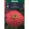Zinnia Sahara Salmon Rose