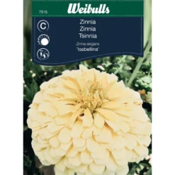 Zinnia Weibulls Isabellina